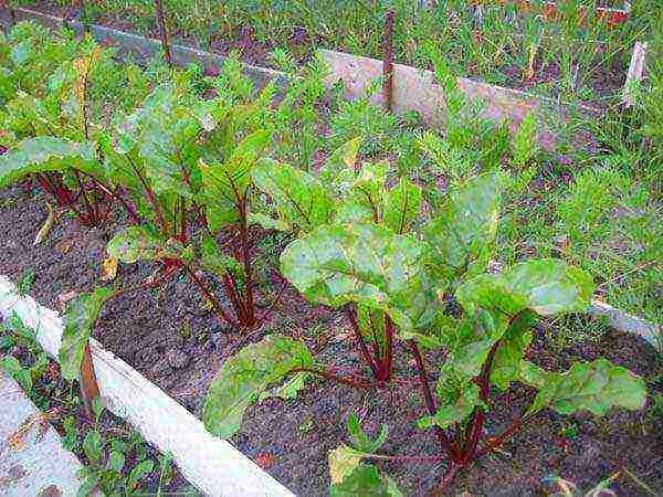 how to properly grow beets in the open field