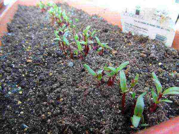 how to properly grow beets in the open field