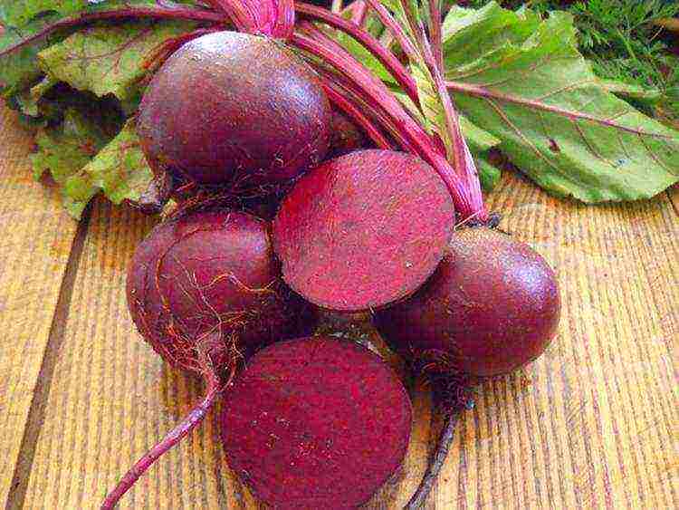 how to properly grow beets in the open field