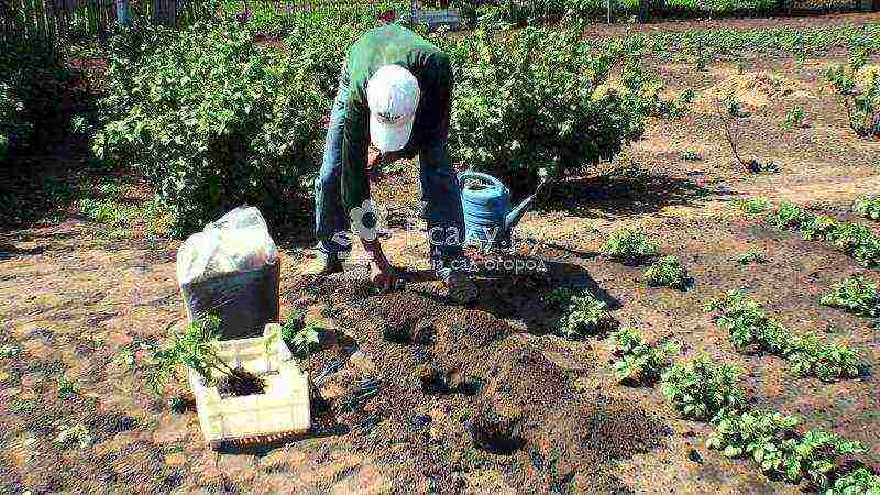 how to properly grow tomatoes in the open field