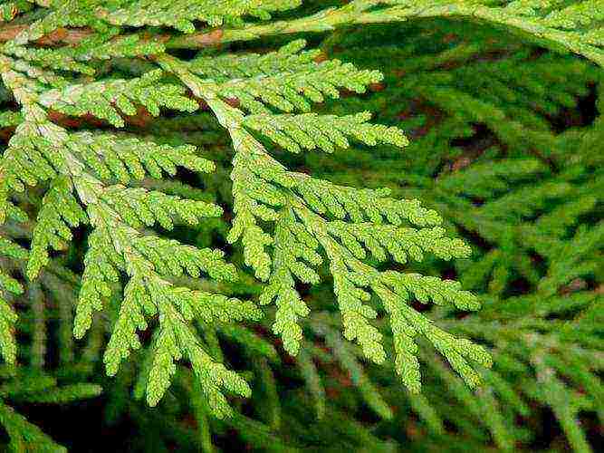 how to properly grow thuja at home