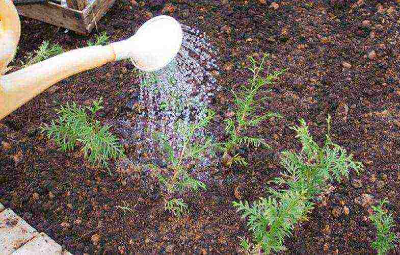 how to properly grow thuja at home