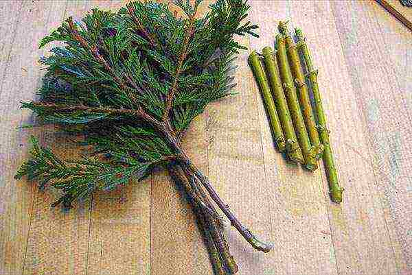 how to properly grow thuja at home