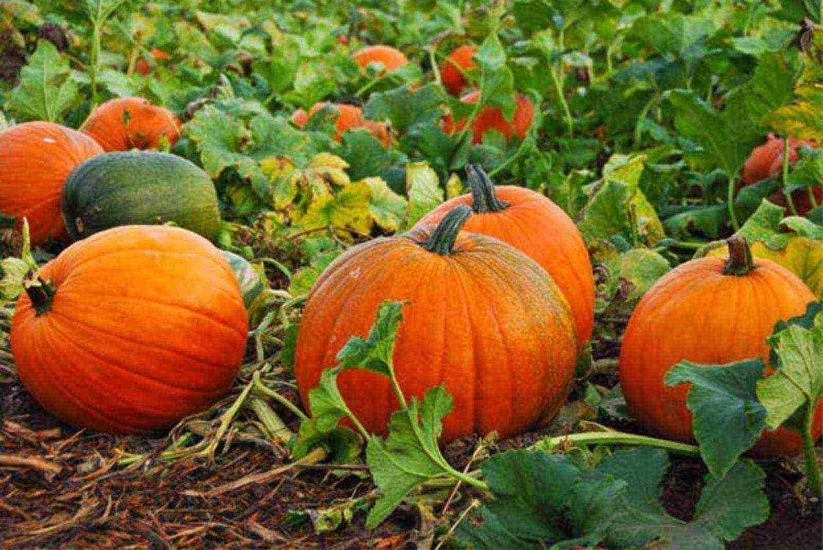 how to properly grow pumpkin in the open field