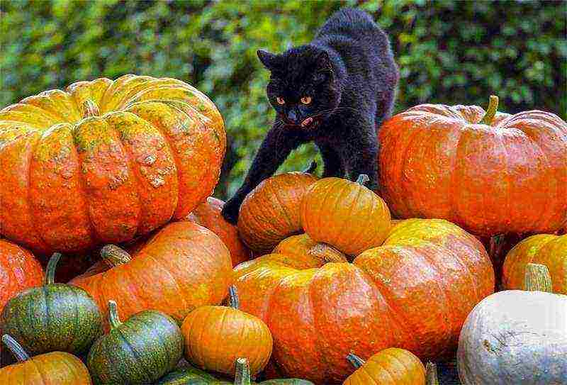 how to properly grow pumpkin in the open field