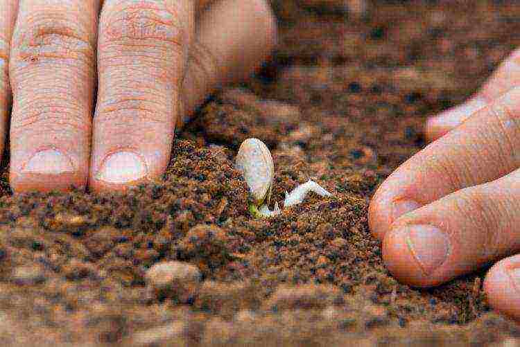 how to properly grow pumpkin in the open field