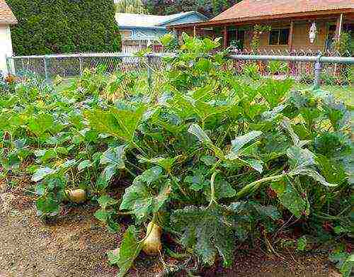 how to properly grow pumpkin in the open field