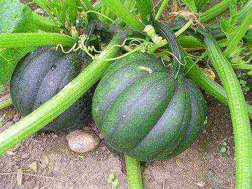 how to properly grow pumpkin in the open field