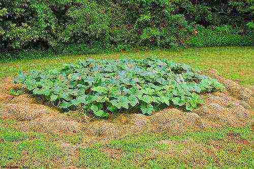 how to properly grow pumpkin in the open field