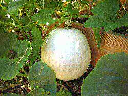 how to properly grow pumpkin in the open field