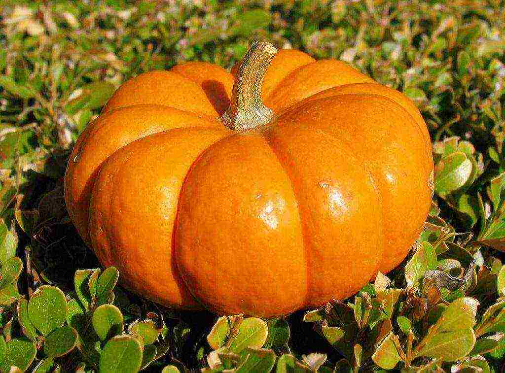 how to properly grow pumpkins in the open field