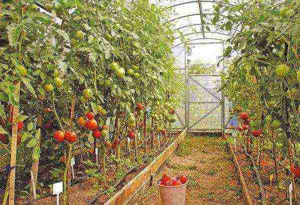 how to properly grow tomatoes in a greenhouse in winter