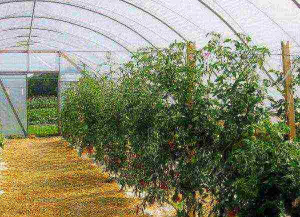 how to properly grow tomatoes in a greenhouse in winter