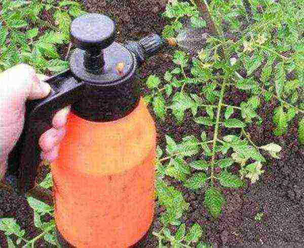 kung paano maayos na mapalago ang mga kamatis sa isang greenhouse sa taglamig