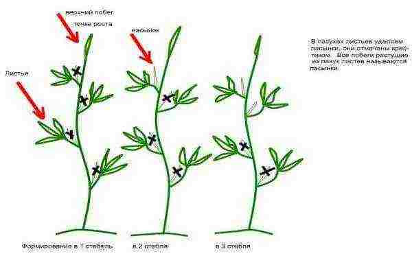 how to properly grow tomatoes in a greenhouse in winter