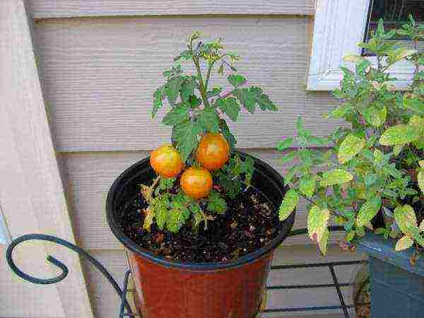 how to properly grow tomatoes in a greenhouse in winter