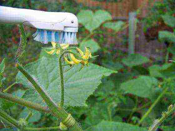 how to properly grow tomatoes in a greenhouse in winter