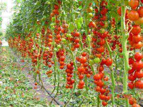 kung paano maayos na mapalago ang mga kamatis sa isang greenhouse sa taglamig