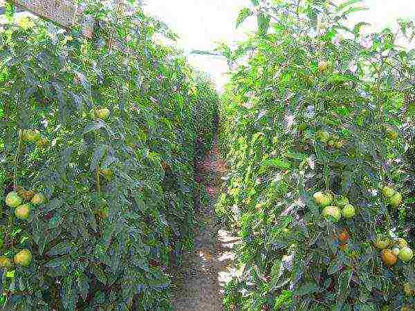 kung paano maayos na mapalago ang mga kamatis sa isang greenhouse sa taglamig