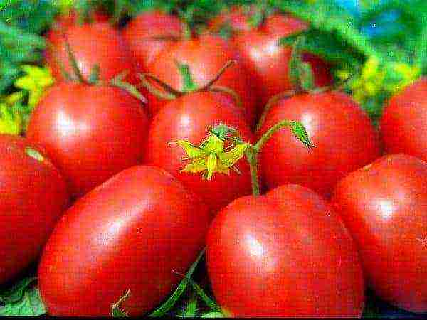 kung paano maayos na mapalago ang mga kamatis sa isang greenhouse sa taglamig