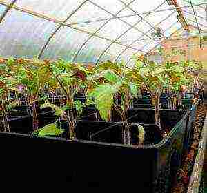 how to properly grow tomatoes in a greenhouse in winter