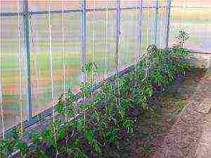 how to properly grow tomatoes in a greenhouse in winter