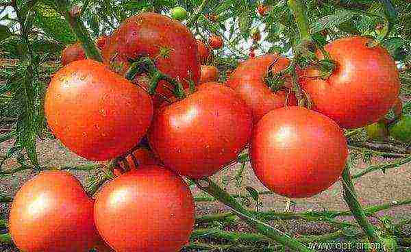 kung paano maayos na mapalago ang mga kamatis sa isang greenhouse sa taglamig