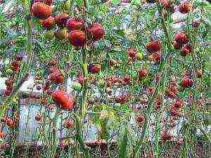 kung paano maayos na mapalago ang mga kamatis sa isang greenhouse sa taglamig