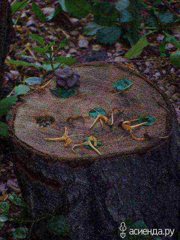 how to properly grow oyster mushrooms at home on stumps