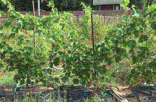 how to properly grow grapes in the suburbs