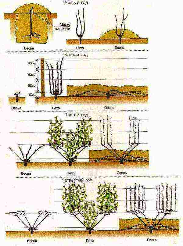 how to properly grow grapes in the suburbs