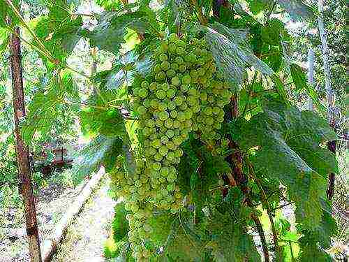 how to properly grow grapes in the suburbs