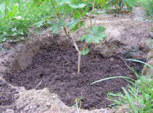 how to properly grow grapes in the suburbs