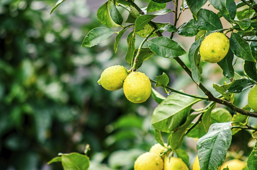 how to plant and grow lemon at home