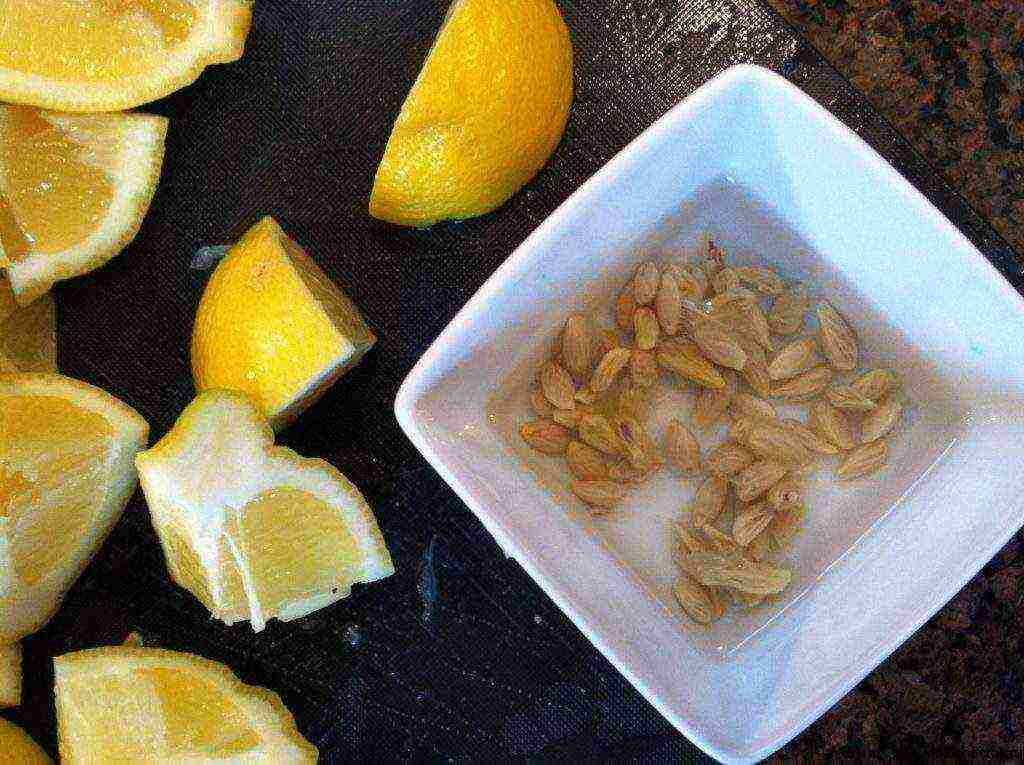 how to plant and grow lemon at home