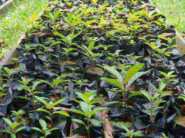 how to preserve grape seedlings before planting in open ground