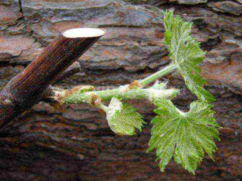 how to preserve grape seedlings before planting in open ground