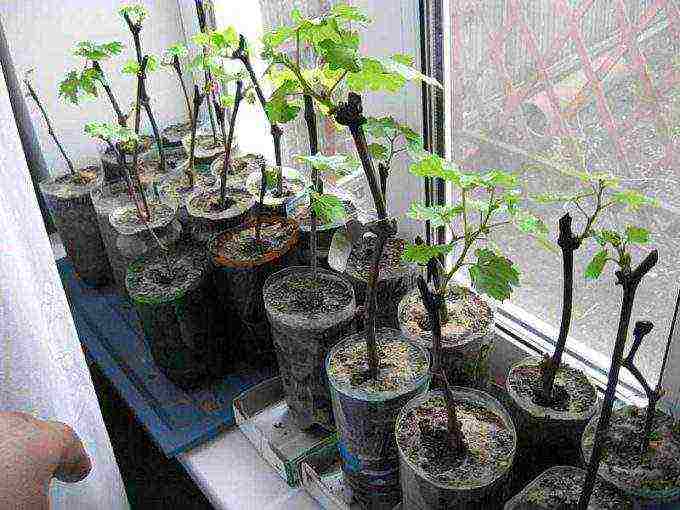 how to preserve grape seedlings before planting in open ground