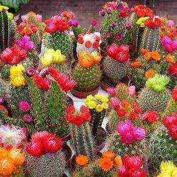 how to grow cacti at home at home