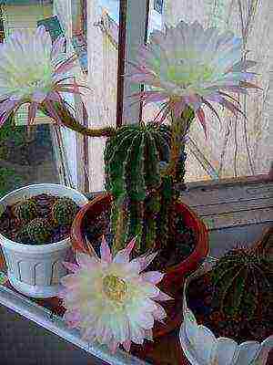 how to grow cacti at home at home