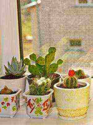 how to grow cacti at home at home