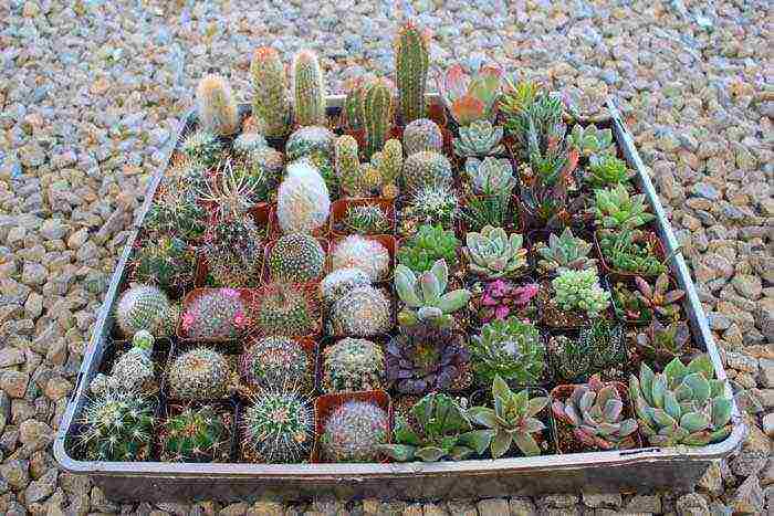 how to grow cacti at home at home