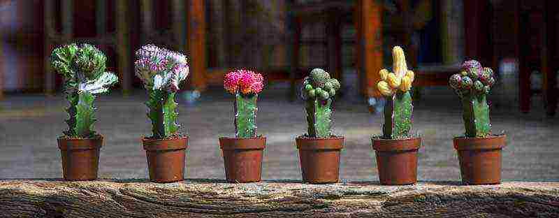 kako uzgajati kaktuse kod kuće kod kuće