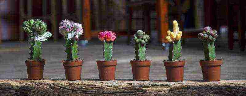 how to grow cacti at home at home