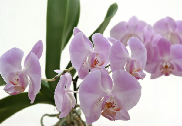 how to grow orchids at home at home