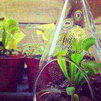 كيفية زراعة صائدة الذباب فينوس من البذور في المنزل