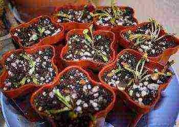 how to grow a Venus flytrap from seeds at home