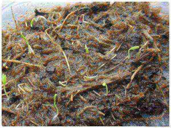 how to grow a Venus flytrap from seeds at home