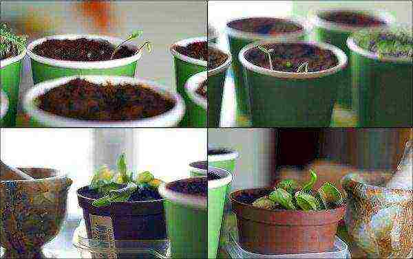 كيفية زراعة صائدة الذباب فينوس من البذور في المنزل