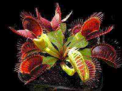 kung paano palaguin ang isang Venus flytrap mula sa mga binhi sa bahay